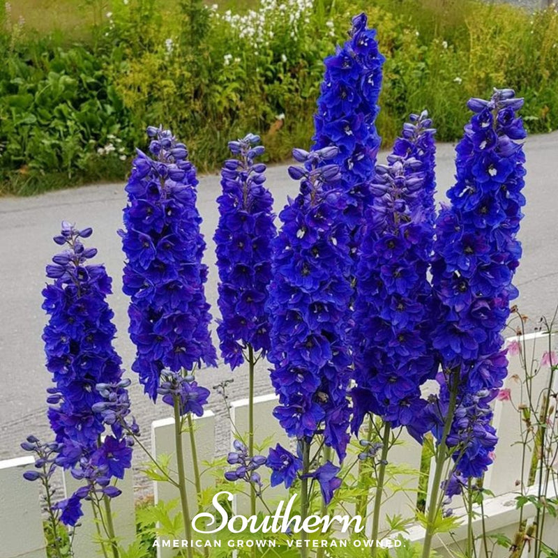 Load image into Gallery viewer, Black Knight Delphinium – 25 Seeds
