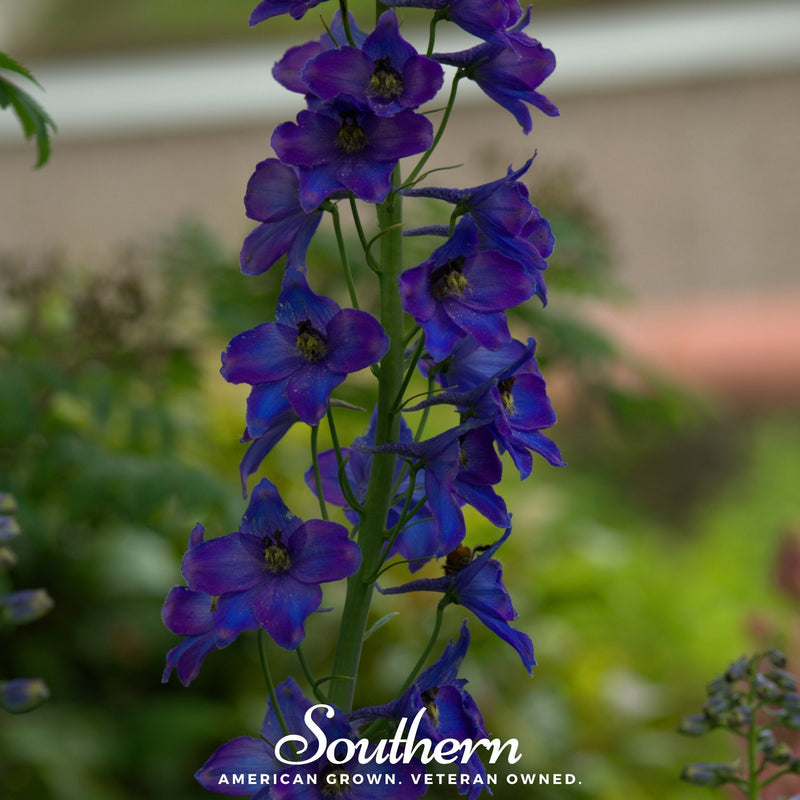 Load image into Gallery viewer, Black Knight Delphinium – 25 Seeds
