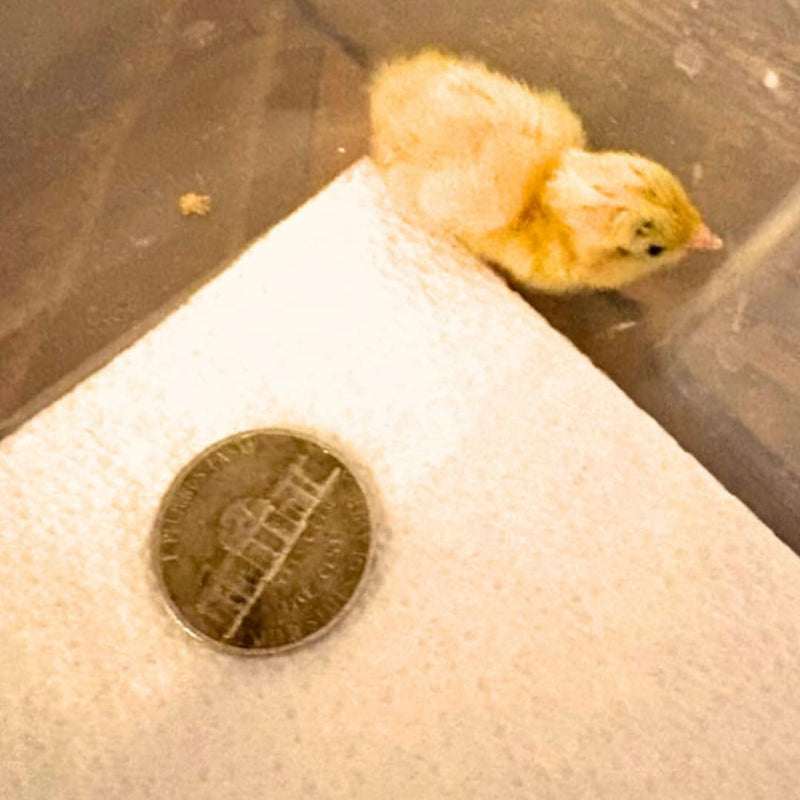 Load image into Gallery viewer, Button Quail Eggs -Eggs for Hatching
