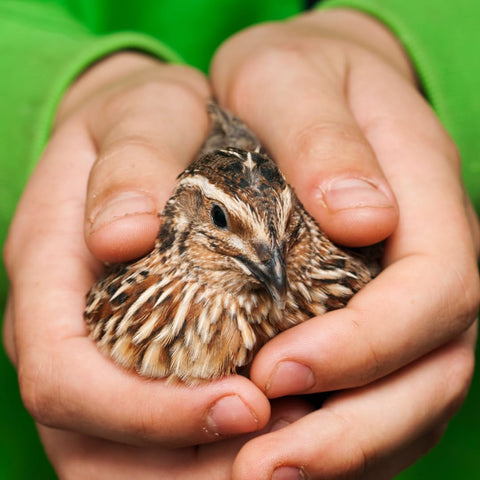 36 quail eggs for hatching, fertile Coturnix selection
