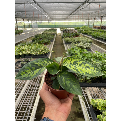 Homalomena Camouflage