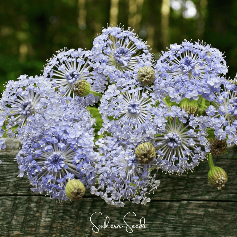 Load image into Gallery viewer, Blue Lace Flower Didiscus – 50 Seeds
