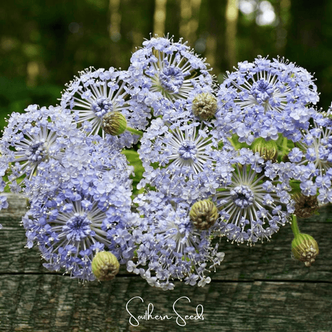 Blue Lace Flower Didiscus – 50 Seeds, additional product view 2