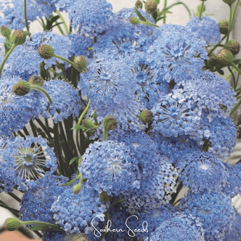 Load image into Gallery viewer, Blue Lace Flower Didiscus – 50 Seeds
