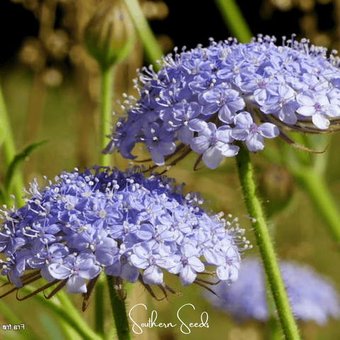 Blue Lace Flower Didiscus 50 Seeds