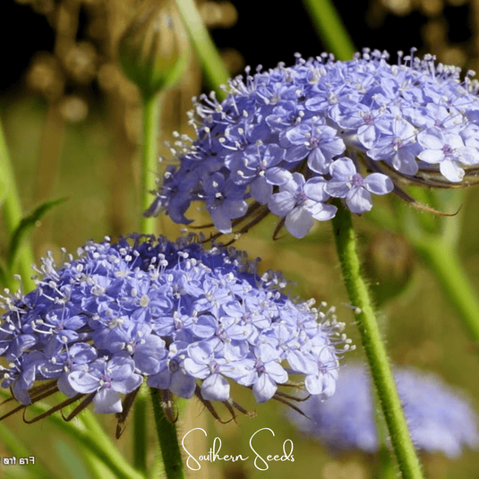 Blue Lace Flower Didiscus – 50 Seeds