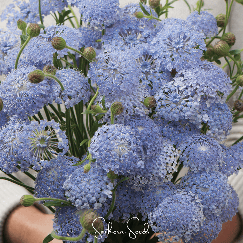 Load image into Gallery viewer, Blue Lace Flower Didiscus – 50 Seeds
