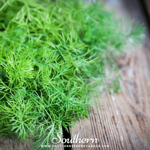 Bouquet Dill – 100 Seeds, additional product view 2