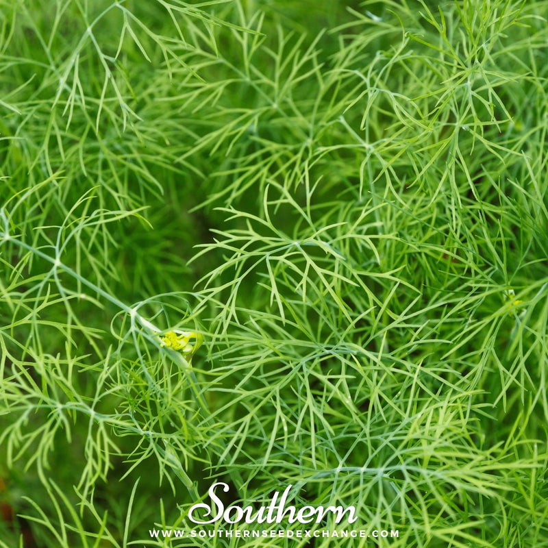 Load image into Gallery viewer, Bouquet Dill – 100 Seeds
