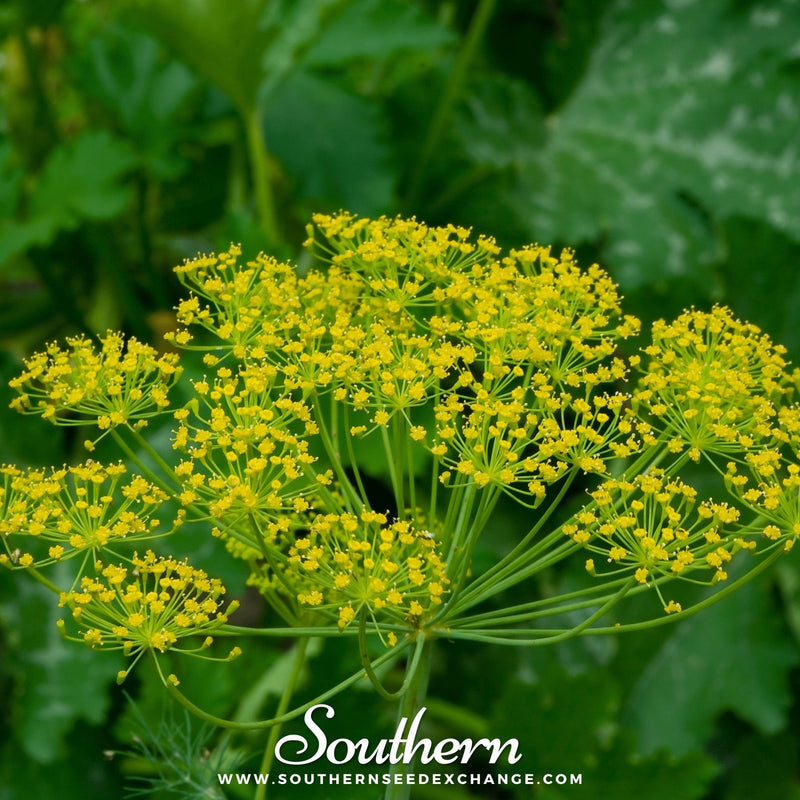 Load image into Gallery viewer, Bouquet Dill – 100 Seeds
