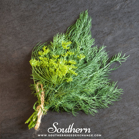Bouquet Dill seeds package, 100 count, GrowTime Garden Supply