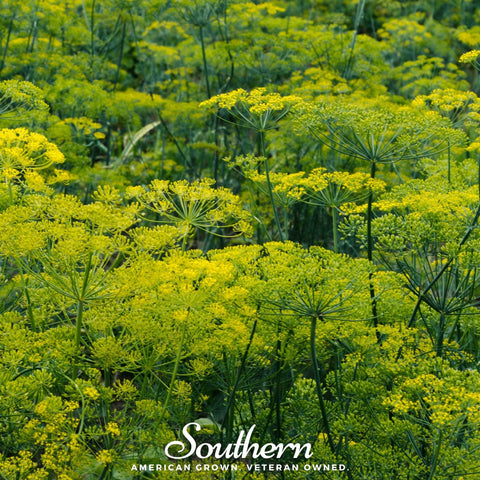 Dukat Dill – 100 Seeds, additional product view 2