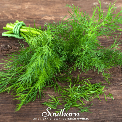 Dukat Dill 100 Seeds