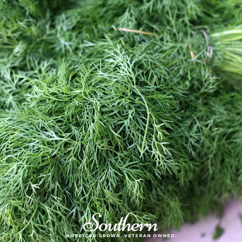 Load image into Gallery viewer, Dwarf Fernleaf Dill – 100 Seeds
