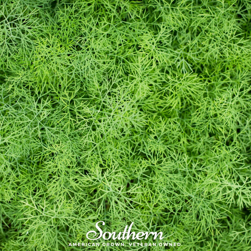 Load image into Gallery viewer, Dwarf Fernleaf Dill – 100 Seeds
