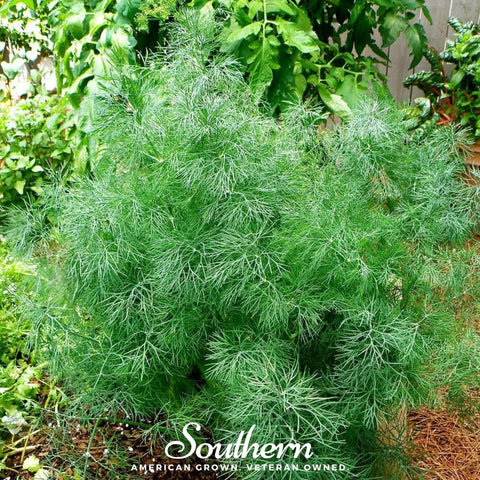 Dwarf Fernleaf Dill – 100 Seeds, additional product view 2