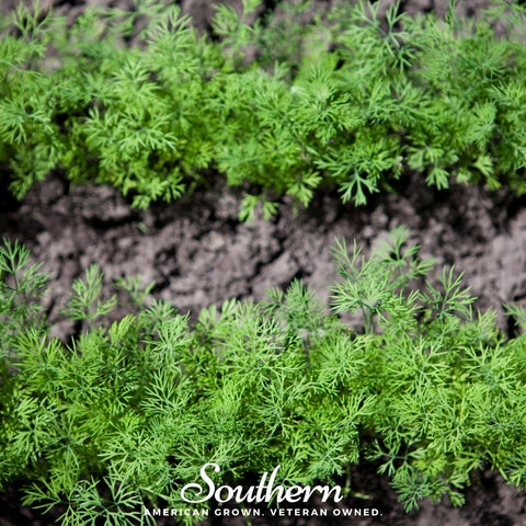 Dwarf Fernleaf Dill seeds package, 100 count, GrowTime Garden Supply