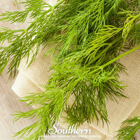 Mammoth Long Island Dill – 100 Seeds, additional product view 2