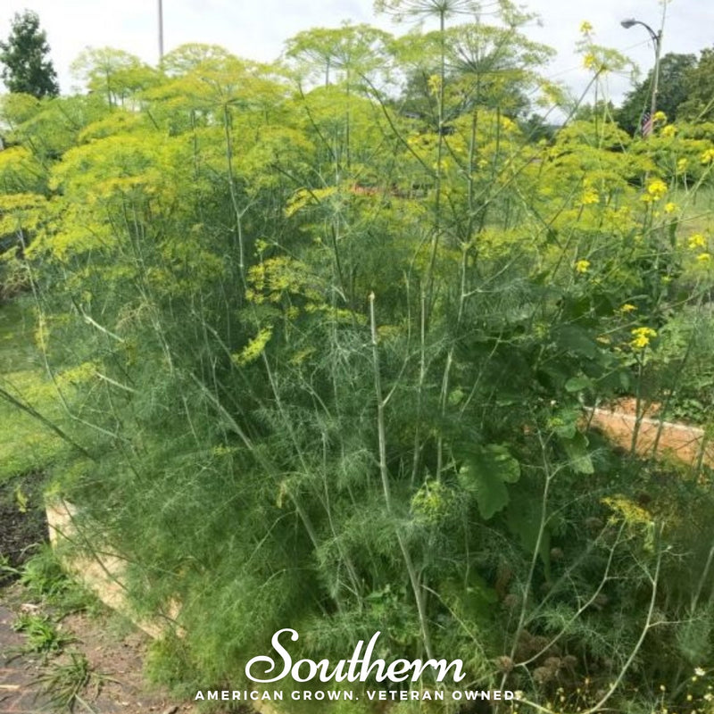 Load image into Gallery viewer, Mammoth Long Island Dill – 100 Seeds
