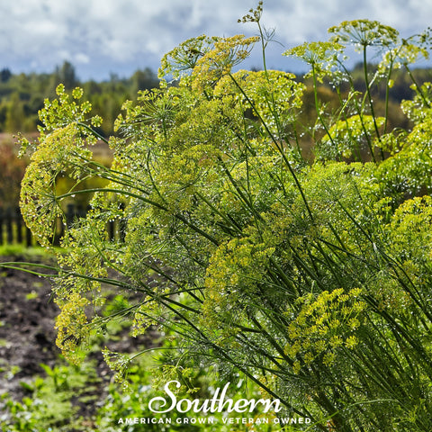 Mammoth Long Island Dill 100 Seeds