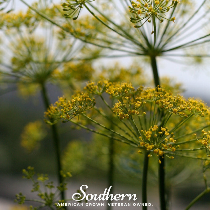 Load image into Gallery viewer, Mammoth Long Island Dill – 100 Seeds
