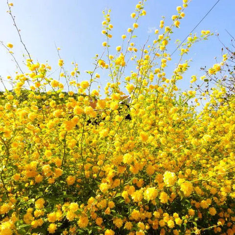 Double flowering Japanese kerria