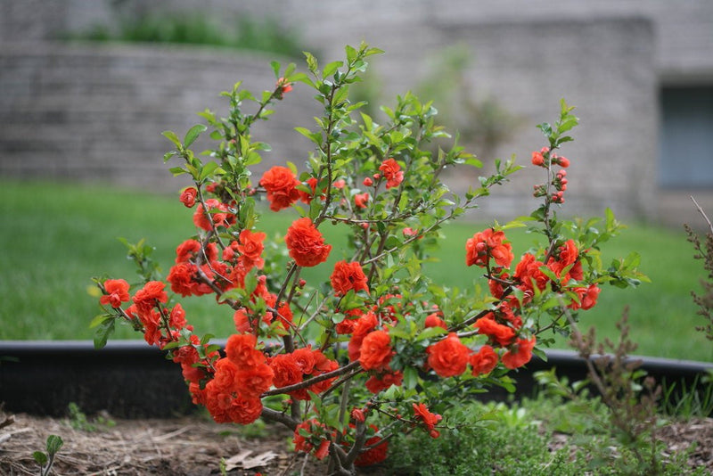 Load image into Gallery viewer, Double Take Orange Quince
