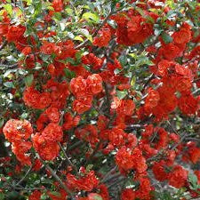 Load image into Gallery viewer, Double Take Orange Quince
