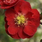 Load image into Gallery viewer, Scarlet Storm Double Take Flowering Quince
