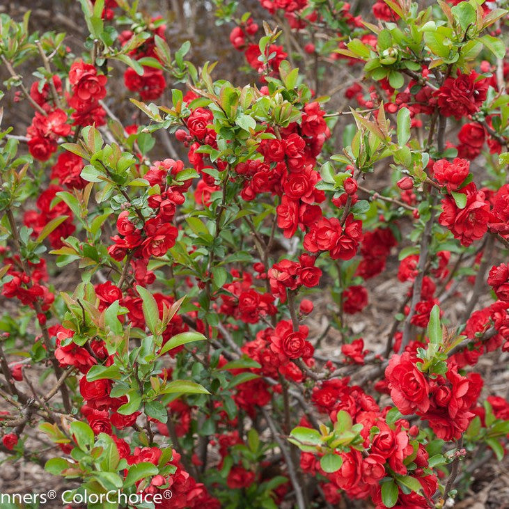 Load image into Gallery viewer, Scarlet Storm Double Take Flowering Quince
