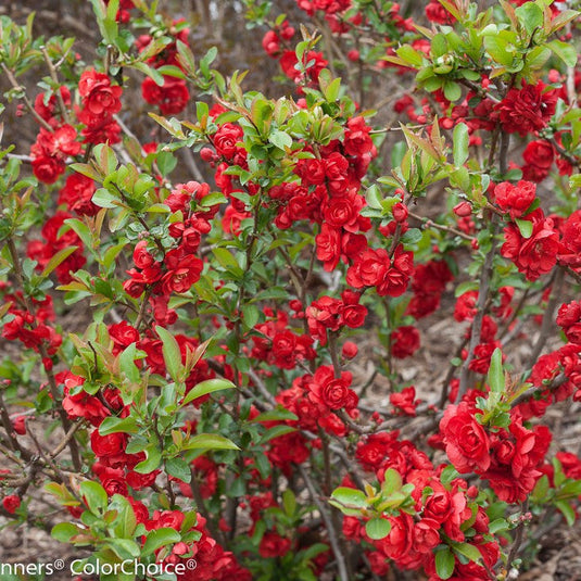 Scarlet Storm Double Take Flowering Quince