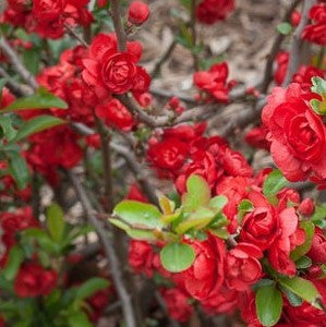 Scarlet Storm Double Take Flowering Quince, additional product view 2
