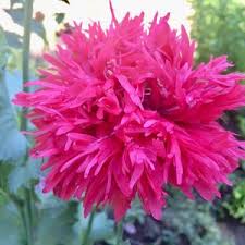 Organic Fluffy Ruffles Poppy seeds package, GrowTime Garden Supply