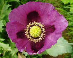 Organic Blue Persian Poppy seeds package, GrowTime Garden Supply