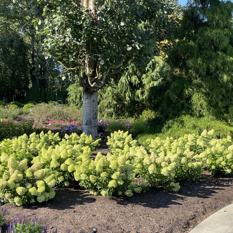 Dragon Baby hardy hydrangea