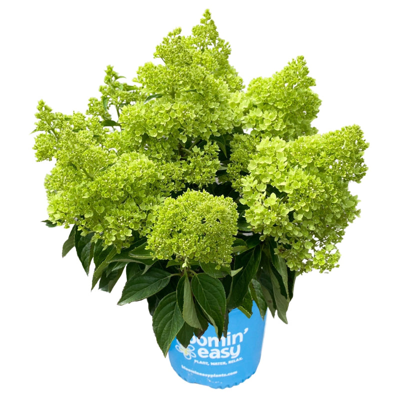 Load image into Gallery viewer, Dragon Baby Hardy Hydrangea ™  | Compact Panicle Hydrangea
