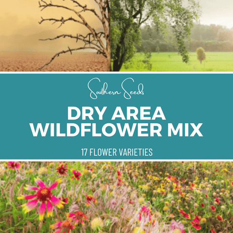 Dry Area Wildflower Seed Mix 18 Varieties 1000 Seeds