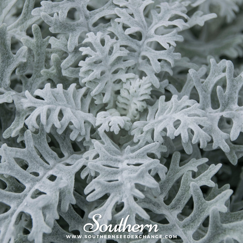 Load image into Gallery viewer, Dusty Miller Sivertown – 200 Seeds

