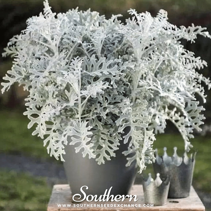 Load image into Gallery viewer, Dusty Miller Sivertown – 200 Seeds

