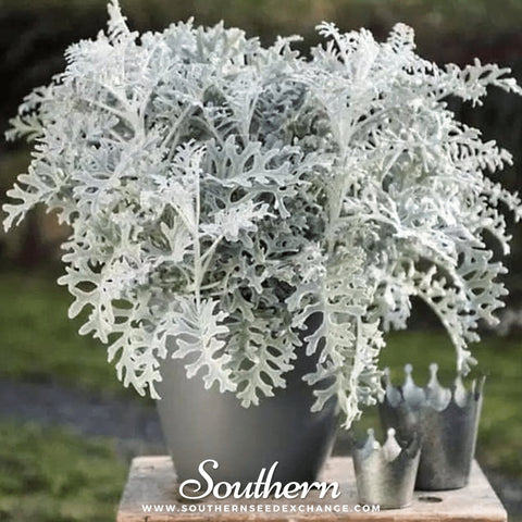 Dusty Miller Sivertown seeds package, 200 count, GrowTime Garden Supply
