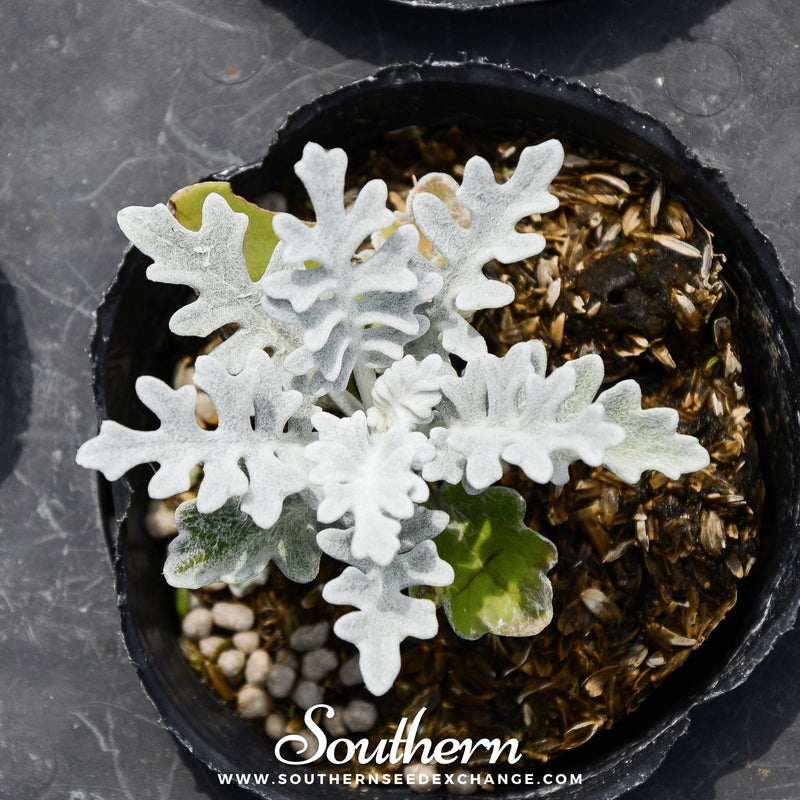 Load image into Gallery viewer, Dusty Miller Sivertown – 200 Seeds
