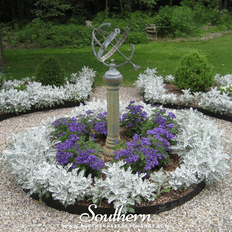 Load image into Gallery viewer, Dusty Miller Sivertown – 200 Seeds
