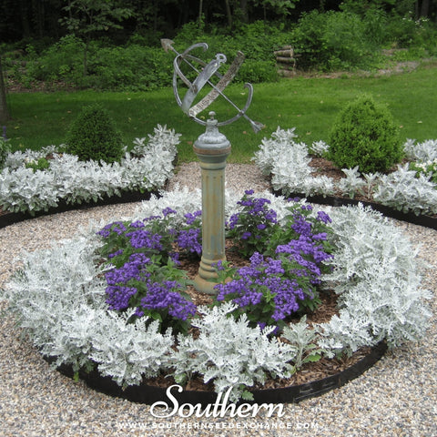 Dusty Miller Sivertown – 200 Seeds, additional product view 2