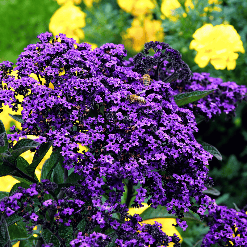 Load image into Gallery viewer, Dwarf Marine Heliotrope – 50 Seeds
