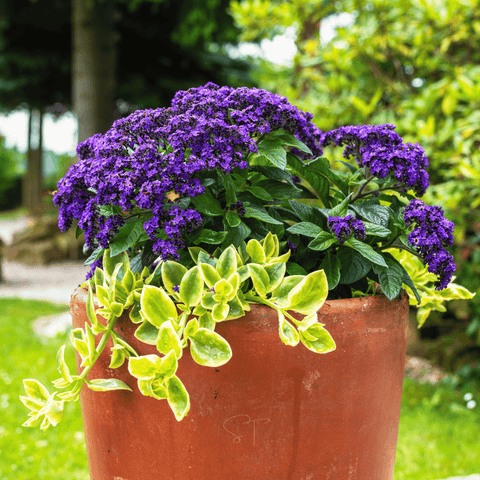 Dwarf Marine Heliotrope – 50 Seeds, additional product view 2