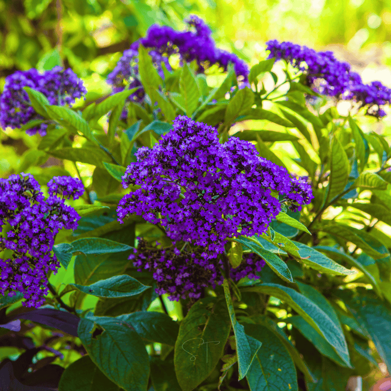 Load image into Gallery viewer, Dwarf Marine Heliotrope – 50 Seeds
