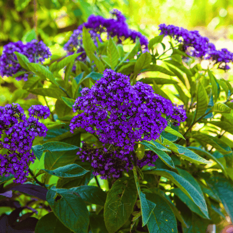 Dwarf Marine Heliotrope 50 Seeds