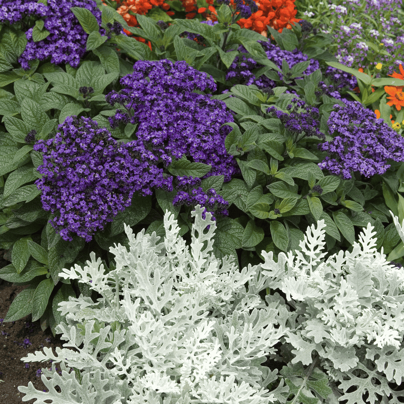 Load image into Gallery viewer, Dwarf Marine Heliotrope – 50 Seeds
