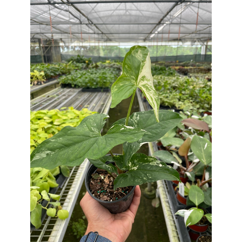 Syngonium Albo Variegata