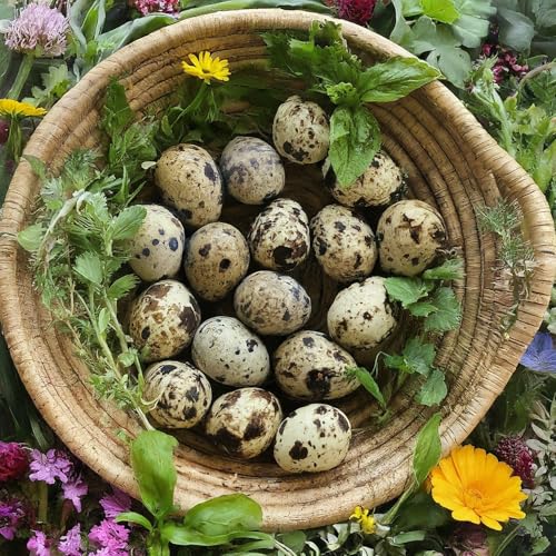 Load image into Gallery viewer, Coturnix Quail Fertile Hatching Eggs, 12 Count, Carefully Sourced and Selected for Quality, Ideal for Incubation and Sustainable Egg Hatching from Family Farms and Hatcheries picked daily fresh
